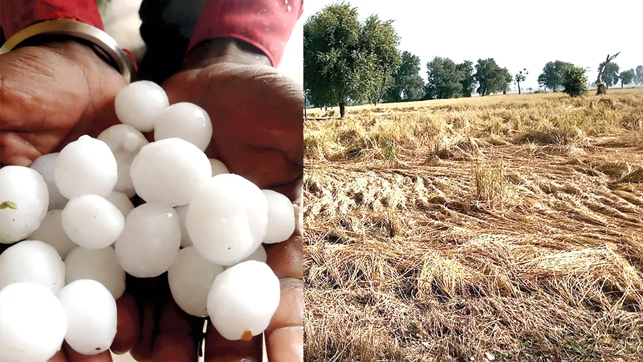 बारिश-ओलावृष्टि से धान की फसल को भारी नुकसान