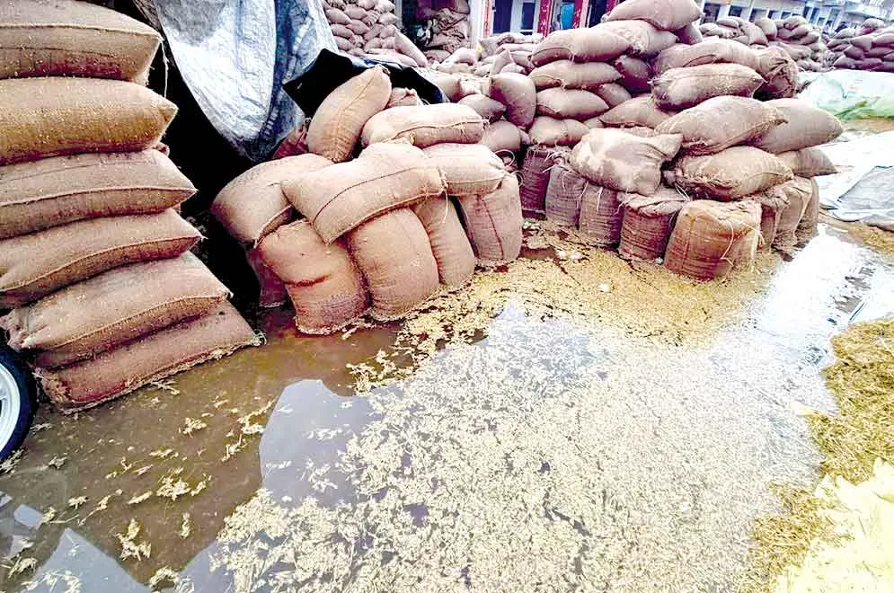 Crop-Damage