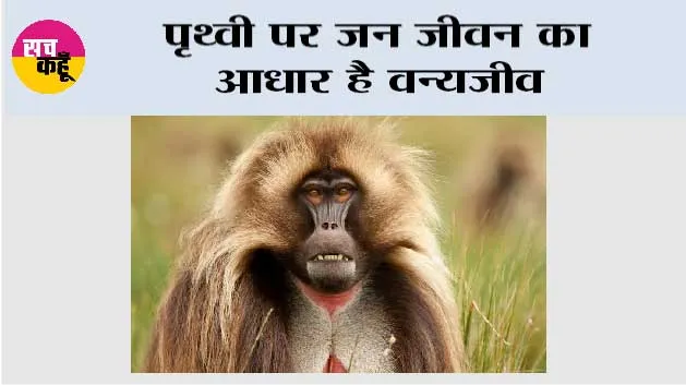 पृथ्वी पर जन जीवन का आधार है वन्यजीव 