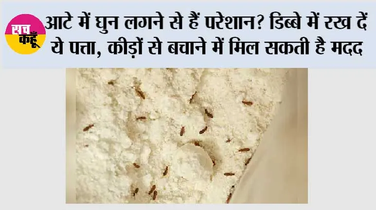 Flour Storage Tips: आटे में घुन लगने से हैं परेशान? डिब्बे में रख दें ये पत्ता, कीड़ों से बचाने में मिल सकती है मदद
