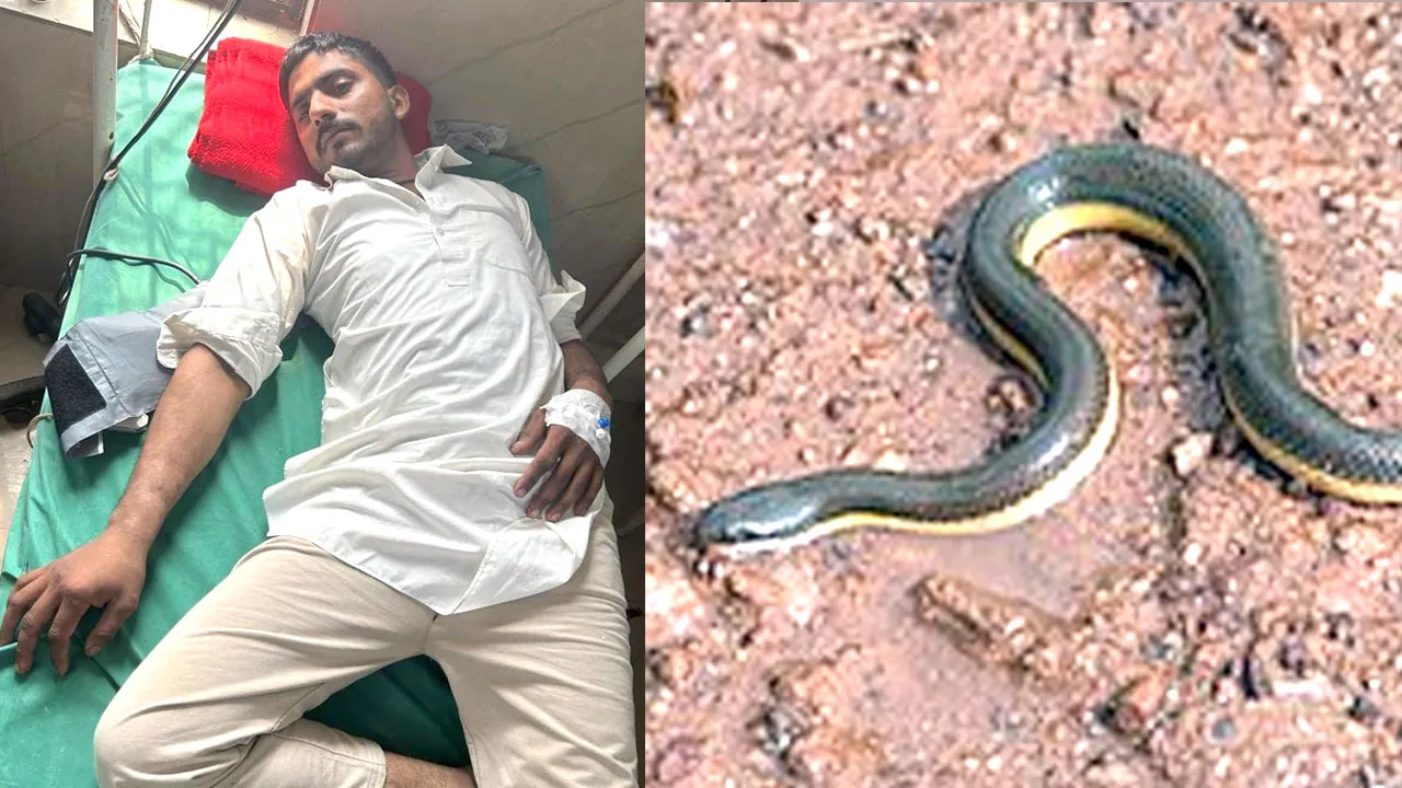 Snake Bites: पशुओं को चारा डाल रहे युवक को सांप ने काटा, गम्भीर