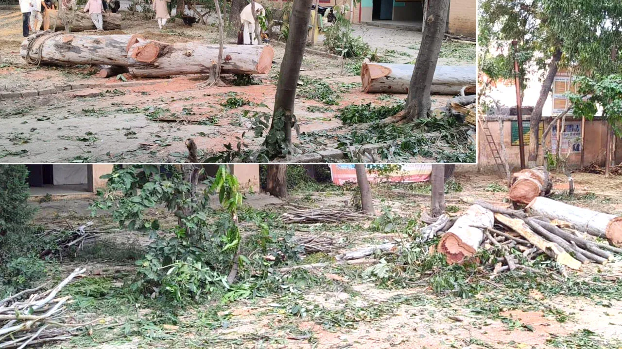 कैराना ब्लॉक प्रांगण में खड़े कई पेड़ों पर चला 'कुल्हाड़ा'