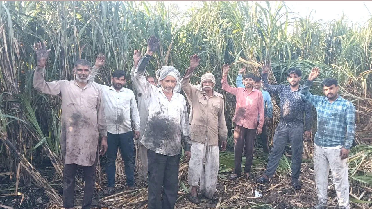 Sugarcane Crop: हाईटेंशन लाइन का तार टूटने से 15 बीघा गन्ने की फसल जली, लाखों का नुकसान