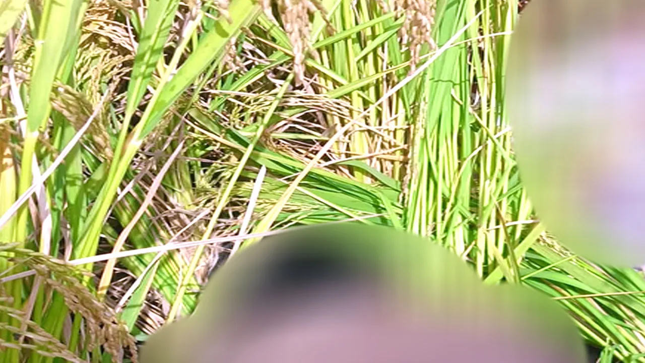 पंजाब सीमा पर घुसपैठ की बड़ी कोशिश नाकाम, BSF ने 2 पाकिस्तानी घुसपैठियों को मार गिराया