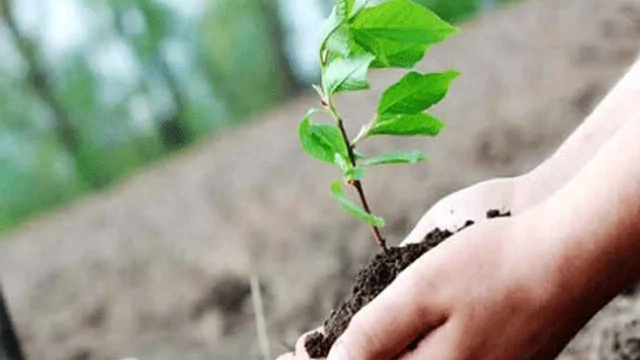 Sapling shortage: सफेदे के क्लोन पर हटी रोक, लेकिन किसानों को उपलब्ध नहीं हो पा रहे पौधे