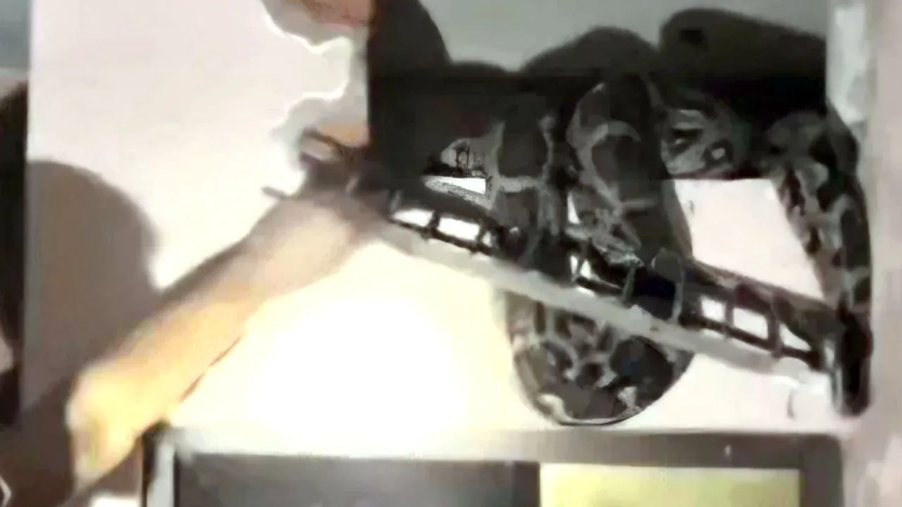 Snake News: 10 दिन से ग्रिल में फंसे 11 फीट लंबे अजगर का रेस्क्यू