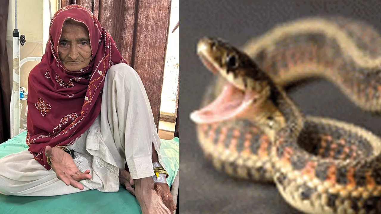 Snake News: सफाई कर रही वृद्धा को सांप ने डसा, हालत सामान्य