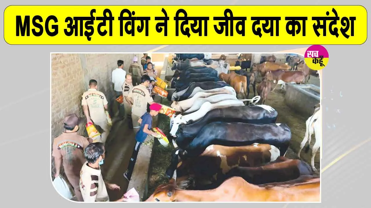 MSG आईटी विंग के सेवादारों ने की बेसहारा पशुओं की सेवा