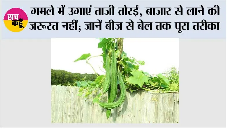 Terrace Gardening: गमले में उगाएं ताजी तोरई, बाजार से लाने की जरूरत नहीं; जानें बीज से बेल तक पूरा तरीका