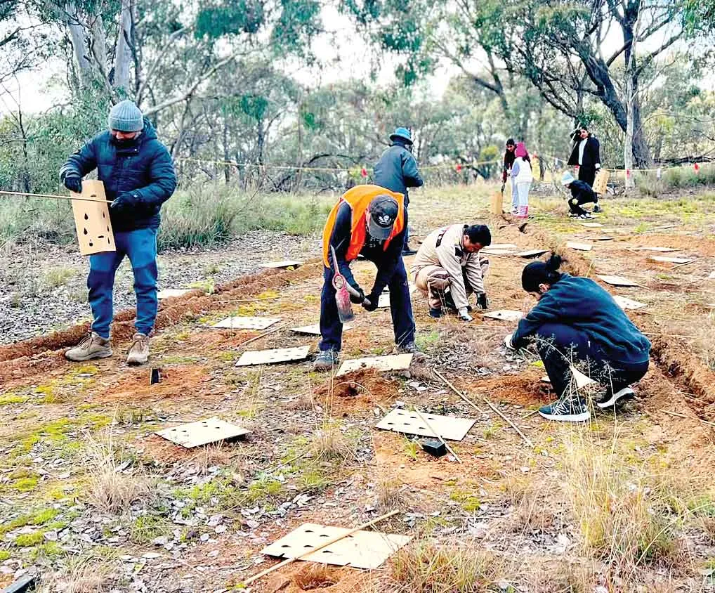 Tree-plantation-Australia