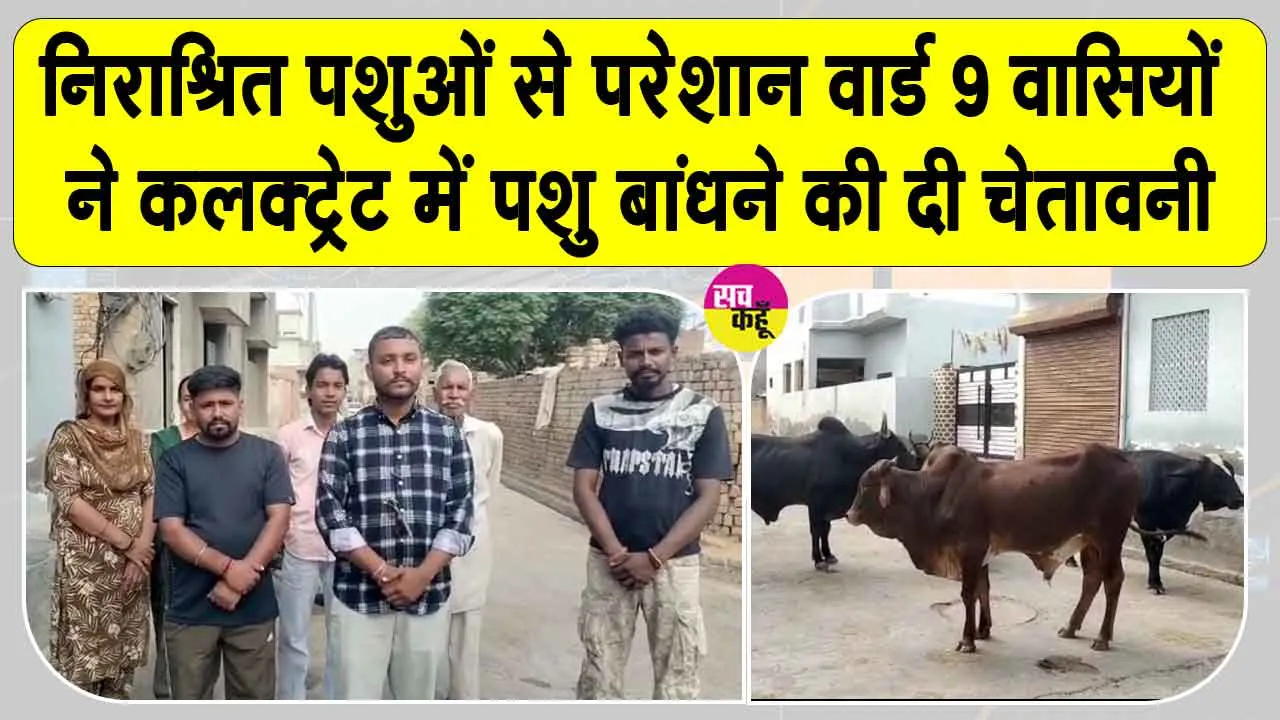 Stray Animals News: वार्ड 9 बना खुली गोशाला, निराश्रित पशुओं से परेशान लोग, कलक्ट्रेट में बांधने की चेतावनी 