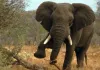 Elephant Train Accident: मालगाड़ी की चपेट में आया हाथी, बचाने के प्रयास नाकाफी, मौत