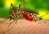 World Mosquito Day 2026: मानसून में बुख़ार के मामले बढ़ने के बीच ‘मुख्यमंत्री सेहत योजना’ पंजाब के मरीज़ों को कैशलेस इलाज उपलब्ध करवाने में मददगार
