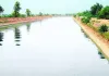 Bhakra System canals: भाखड़ा प्रणाली की नहरों का वरीयताक्रम निर्धारित