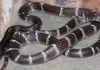 Snake Bite: नवोदय विद्यालय के हॉस्टल में छात्रा को सांप ने डसा, हालत गंभीर