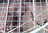 Leopard News: घर में घुसा तेंदुआ, ग्रामीणों में दहशत