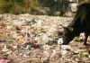 Sanitation Workers' Strike: सफाई कर्मचारियों की हड़ताल के चलते शहर में बढ़ती गंदगी पर जताई चिंता