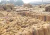 Paddy MSP: हरियाणा की 249 मंडियों में धान खरीद का शेड्यूल जारी, सरसा की 34 मंडियों में एजेंसियों के दिन तय