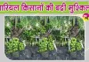 Agriculture News: नारियल किसानों पर मंडराया संकट, मजदूरों की कमी से खेती की लागत बढ़ी