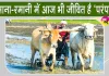 Farming with Bullocks: हरियाणा के पूंडरी के किसान शीशपाल बैलों से खेती कर बचा रहे परंपरा