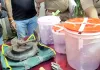 गुरुग्राम पुलिस ने पकड़ा हथियारों का बड़ा नेटवर्क, तीन राज्यों तक फैला था कारोबार
