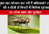 How To Get Rid Of Flies Naturally: बार-बार परेशान कर रही हैं मक्खियां? रसोई की 4 चीजों से मिनटों में मिलेगा छुटकारा, घर रहेगा साफ और सुरक्षित