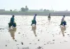 संगरूर में धान की रोपाई के काम ने पकड़ा जोर