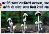 Rainbow Mushrooms Growing Tips: घर बैठे उगाएं रंग-बिरंगे मशरूम, आसान तरीके से बनाएं अपना मिनी रेनबो गार्डन