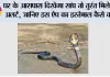 Snake Escape App: घर के आसपास दिखेगा सांप तो तुरंत मिलेगा अलर्ट, जानिए इस ऐप का इस्तेमाल कैसे करें