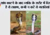 Snake News: सांप काटने के बाद भूलकर भी न करें ये गलतियां, समय पर सही इलाज बचा सकता है जान
