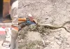 Snake News: सीएचसी के टीबी जांच केंद्र में निकला सांप, हड़कंप