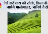 Tea Farming: ऐसे करें चाय की खेती, किसानों हो जाएंगे मालोमाल!, जानिये कैसे