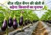 Agricultural News: जानें, बीज रहित बैंगन की खेती कैसे करें, किसानों को मिलेगा अधिक लाभ