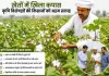 Cotton Cultivation: हल्की बारिश से खेतों में खिली कपास, कृषि विशेषज्ञों ने जारी की किसानों को अहम सलाह