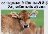 हर पशुपालक के लिए जरूरी है ईयर टैग, जानिए इसके बड़े लाभ