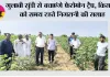 गुलाबी सुंडी से बचाएंगे फेरोमोन ट्रैप, किसानों को समय रहते निगरानी की सलाह