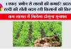 Farming News: 1 एकड़ जमीन से लाखों की कमाई! अदरक-हल्दी की खेती बदल रही किसानों की किस्मत, कम लागत में मिलेगा दोगुना मुनाफा