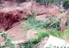 लोहगढ़ माइनर का लिंक चैनल टूटा, 15 एकड़ नरमा जलमग्न