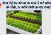 Hydroponic Farming: बिना मिट्टी घर की छत या कमरे में करें सब्जियों की खेती, हर महीने होगी शानदार कमाई