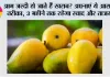 Mango Freezing Tips: आम जल्दी हो जाते हैं खराब? अपनाएं ये आसान तरीका, 3 महीने तक रहेगा स्वाद और ताजगी