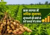 Groundnut Farming: वैज्ञानिक तरीके से करें मूंगफली की खेती, बढ़ाएं मुनाफा