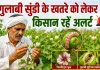 Agriculture News: गुलाबी सुंडी के खतरे को लेकर कृषि विभाग ने किसानों को किया अलर्ट, जारी की एडवाइजरी