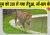 Leopard News: तेंदुए का आतंक! माँ-बाप के सामने से 5 वर्ष की मासूम को उठा ले गया तेंदुआ