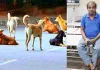 Stray Dogs Menace: आवारा कुत्तों के आतंक से सहमे शहरवासी, रोजाना 20-25 लोग हो रहे शिकार