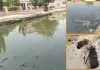 Hanumangarh News: डेढ़-दो साल से सीवर लीकेज बनी मुसीबत, अपनी वाटिका पार्क के पास गंदे पानी की 'झील से लोग बेहाल