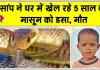Snake News: घर में खेल रहे पांच वर्षीय मासूम को सांप ने डसा, अस्पताल पहुंचने से पहले मौत