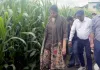Sweet Corn Farming: टिहरी में ‘कॉर्न विलेज’ मॉडल से खेती को नई उड़ान, स्वीट कॉर्न से किसानों की बढ़ेगी आमदनी