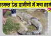 Crocodile News: ग्रामीणों को दिखा मगरमच्छ, मची हलचल; वन विभाग को दी गई सूचना
