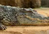 Crocodile News: कैंप में घुसा छह फीट लंबा मगरमच्छ, मची अफरा-तफरी