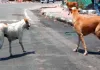 Dog Attack: आवारा कुत्ते ने 3 साल की बच्ची पर किया हमला, चेहरे पर लगे 12 टांके